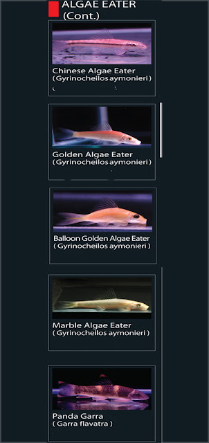 1. Chinese Algae Eater  Nama Lain Gryrinocheilos aymonieri  2. Golden algae eater   Nama Lain Gryrinocheilos aymonieri  3. Balloon Golden algae eater  Nama Lain Gryrinocheilos aymonieri  4. Marble Algae eater Nama Lain Gryrinocheilos aymonieri  5. Panda Garra  Nama Lain Garra flavatra 