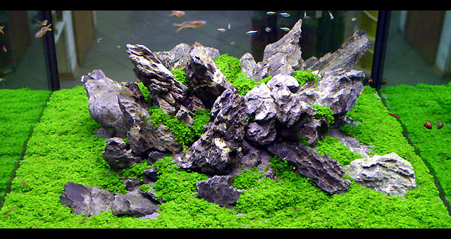 Aquascape