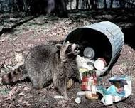 Raccoon Removal Nassau County