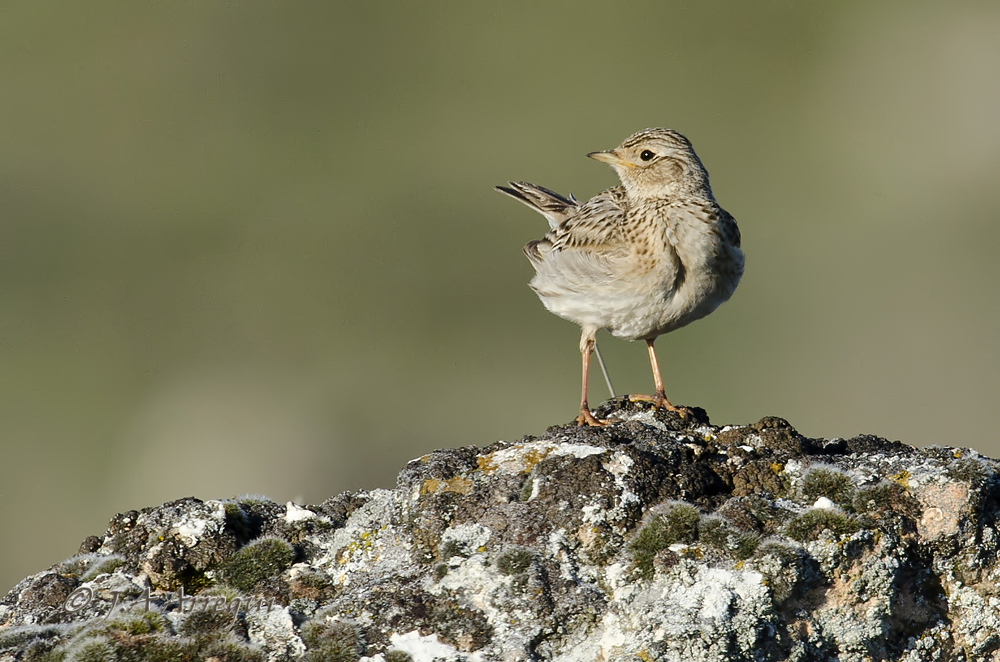 Alondra común, Alauda arvensis, Skylark Alondra común, Alauda arvensis, Skylark