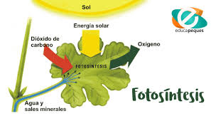 la fotosintesis y sus componentes