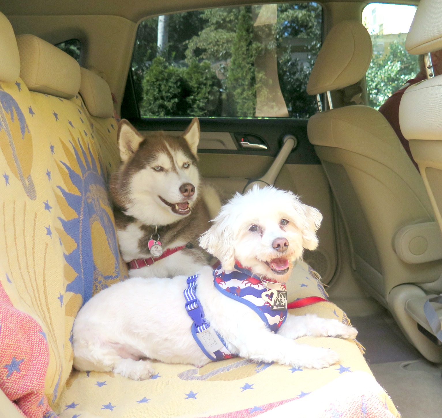 Dogs Luv Us and We Luv Them DOGS TRAVEL SAFE IN THE CAR WITH A DOG
