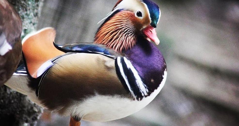 Wisata Edukasi di Taman Hewan Pematangsiantar (THPS) - Pariwisata Sumut