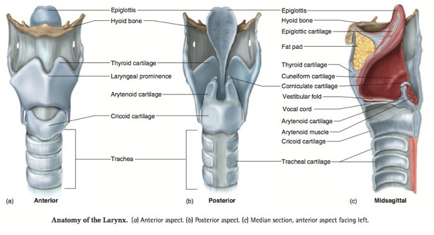 The Larynx and trachea | Medsynapses