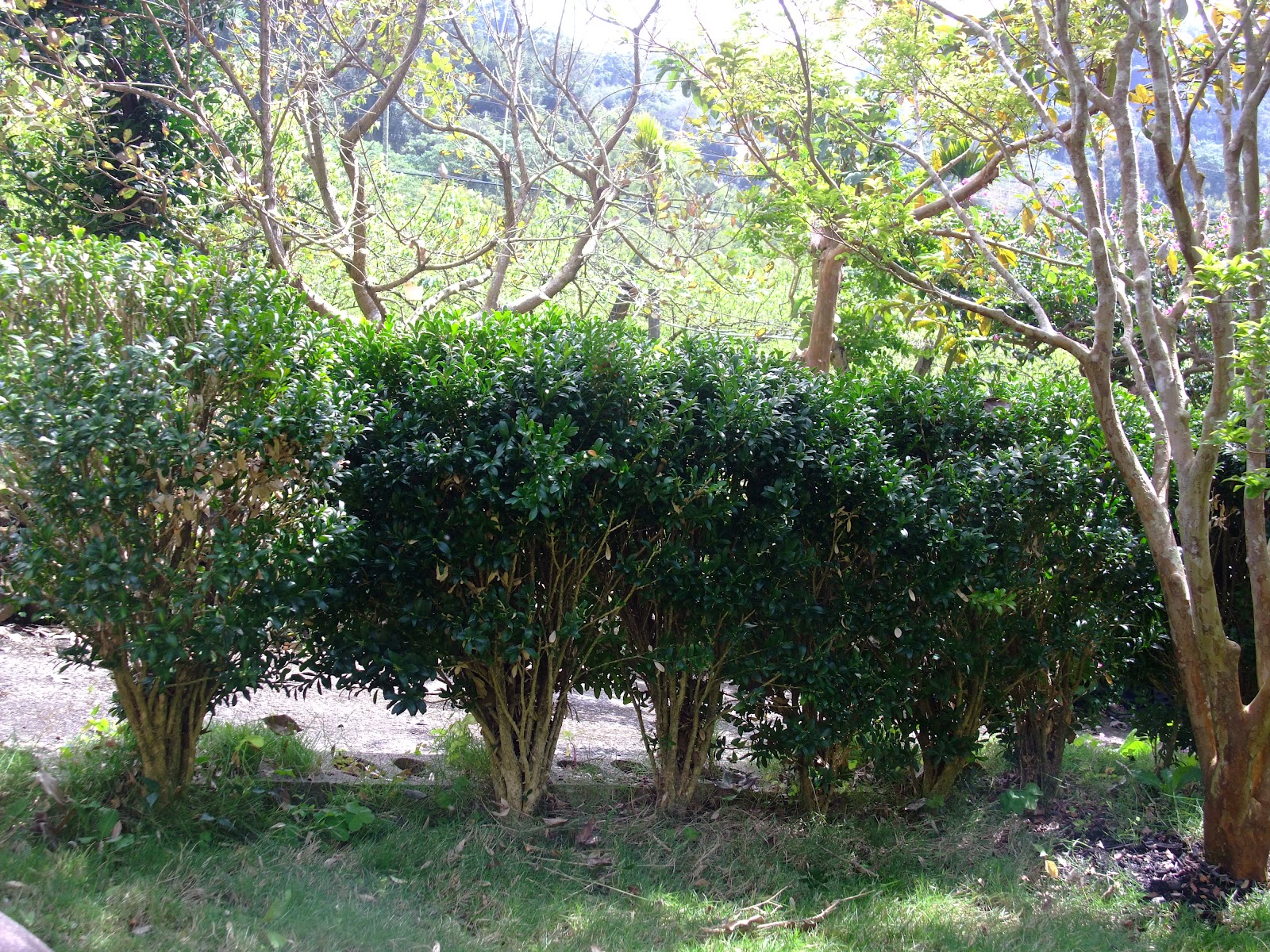 春暖花開: 黃楊木 Buxus radicans Sieb