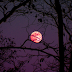 Hoy la luna será rosada y se podrá observar desde cualquier parte del planeta