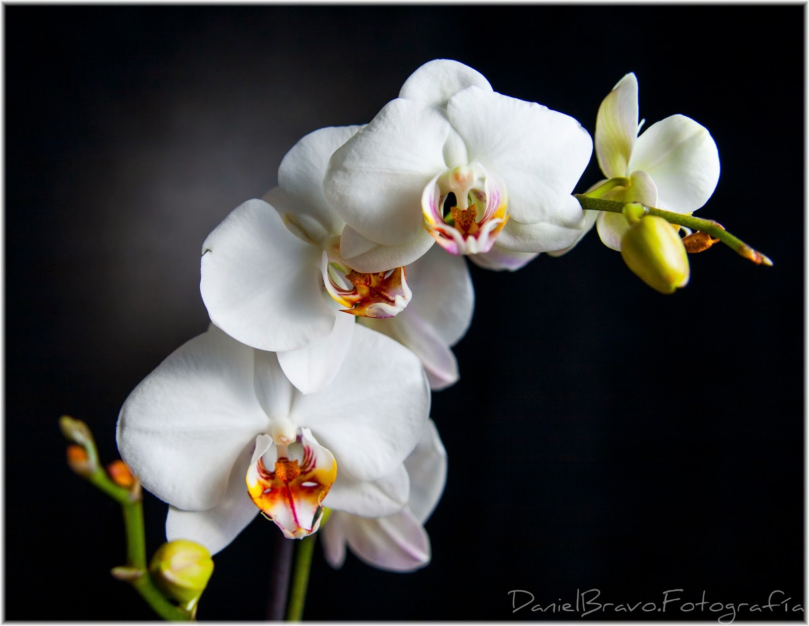 Orquídea blanca, planta de orquídea blanca, rama con orquídeas blancas en fondo negro