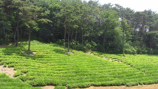 Plantation de thé dans un temple de Yeosu 여수