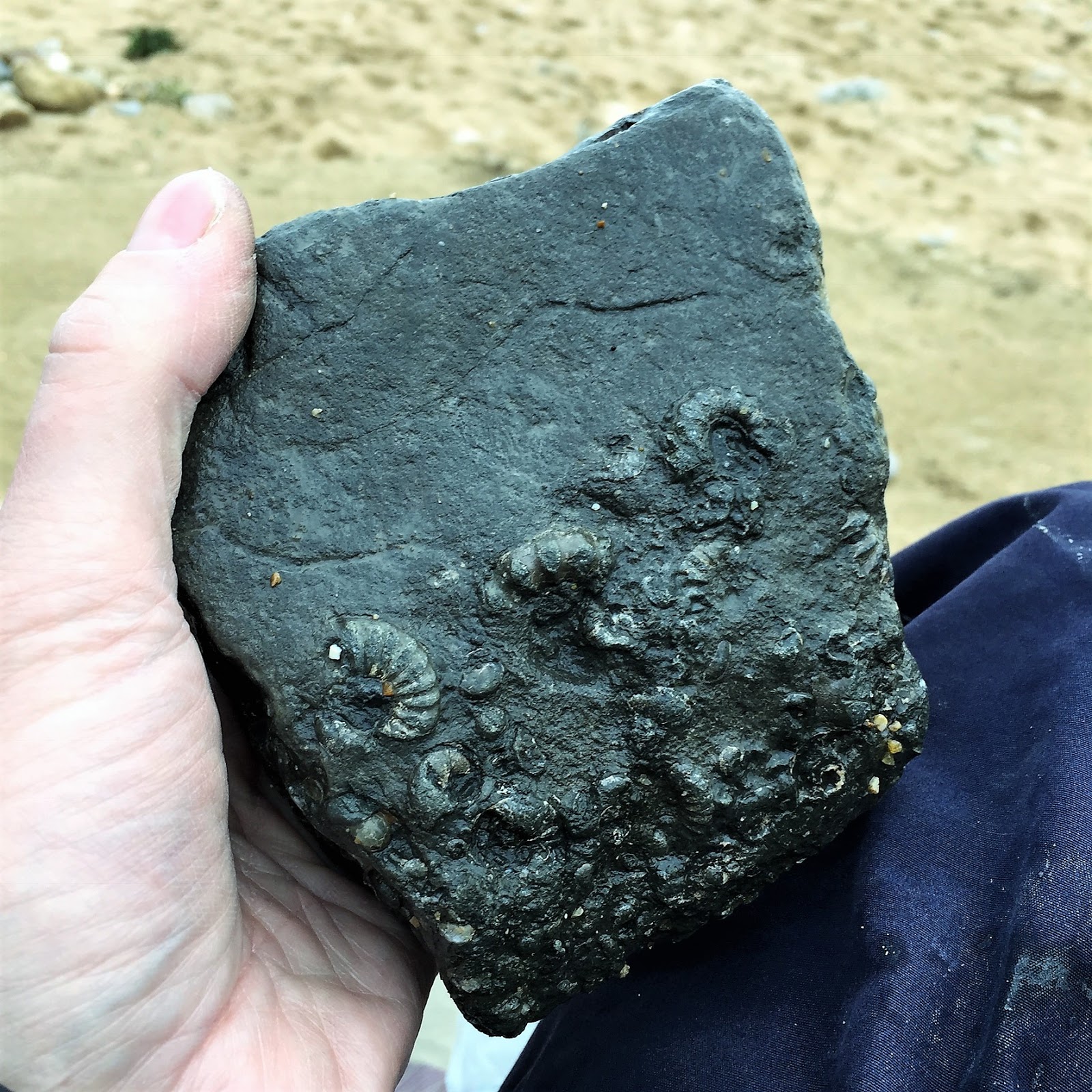 parttime Naturalist Fossil Hunting Charmouth, Dorset