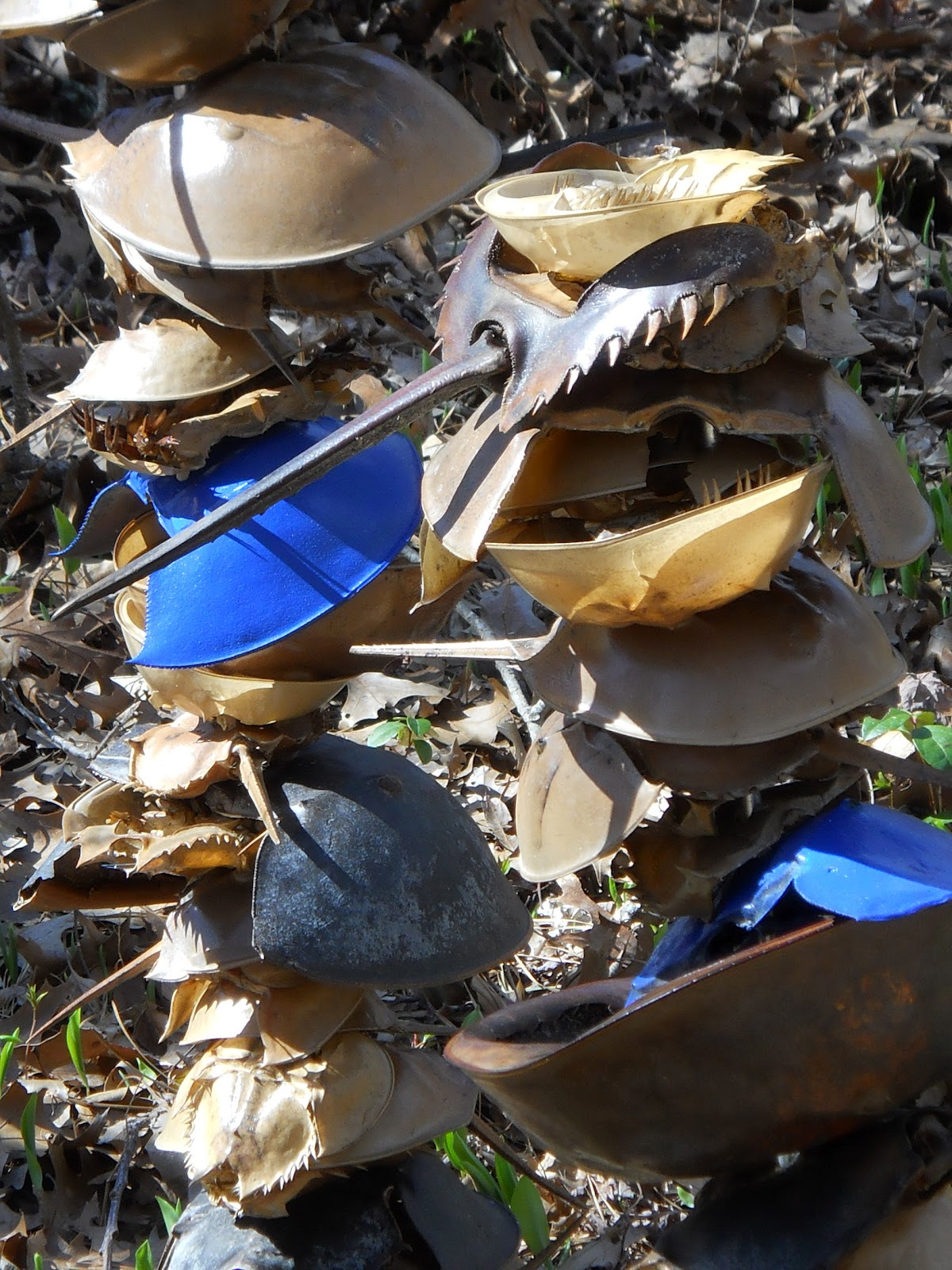 Making Art APPEARANCES in Provincetown