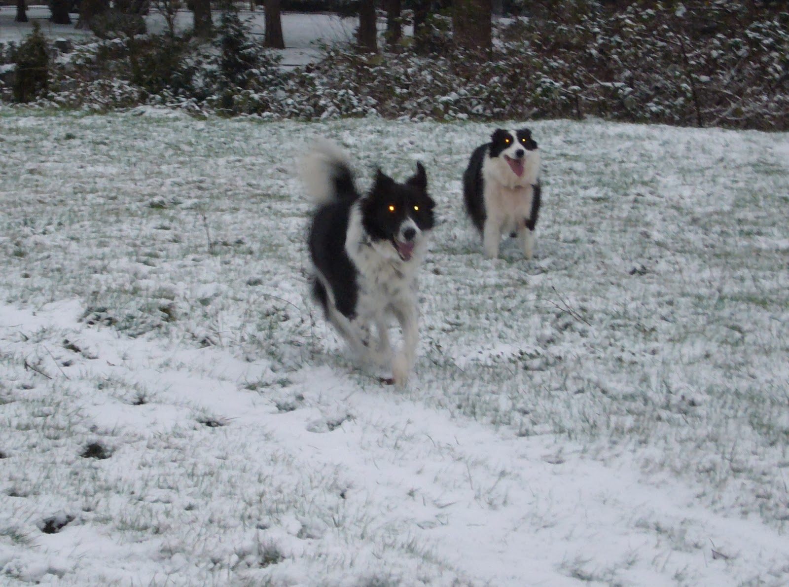 Adventures of Border Collies in the Burbs Snow day in Seattle!