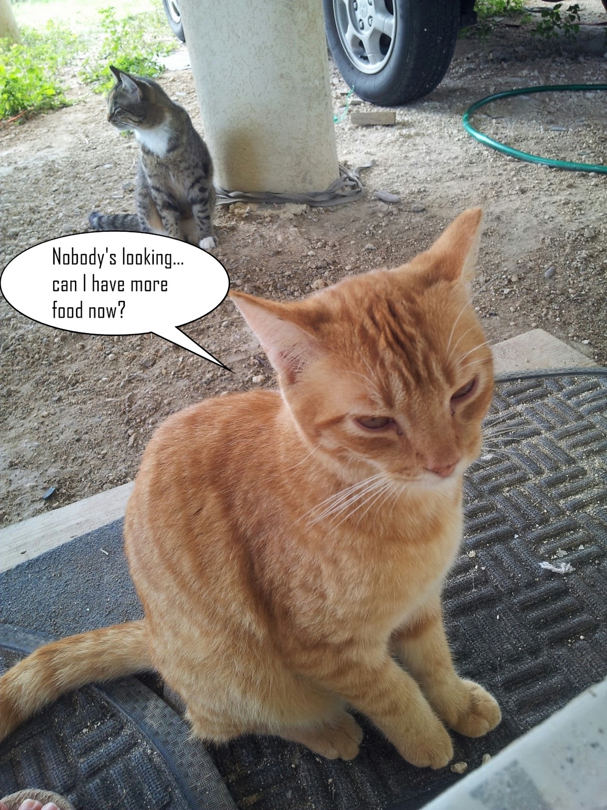 Such life in the tropics...: animal talk