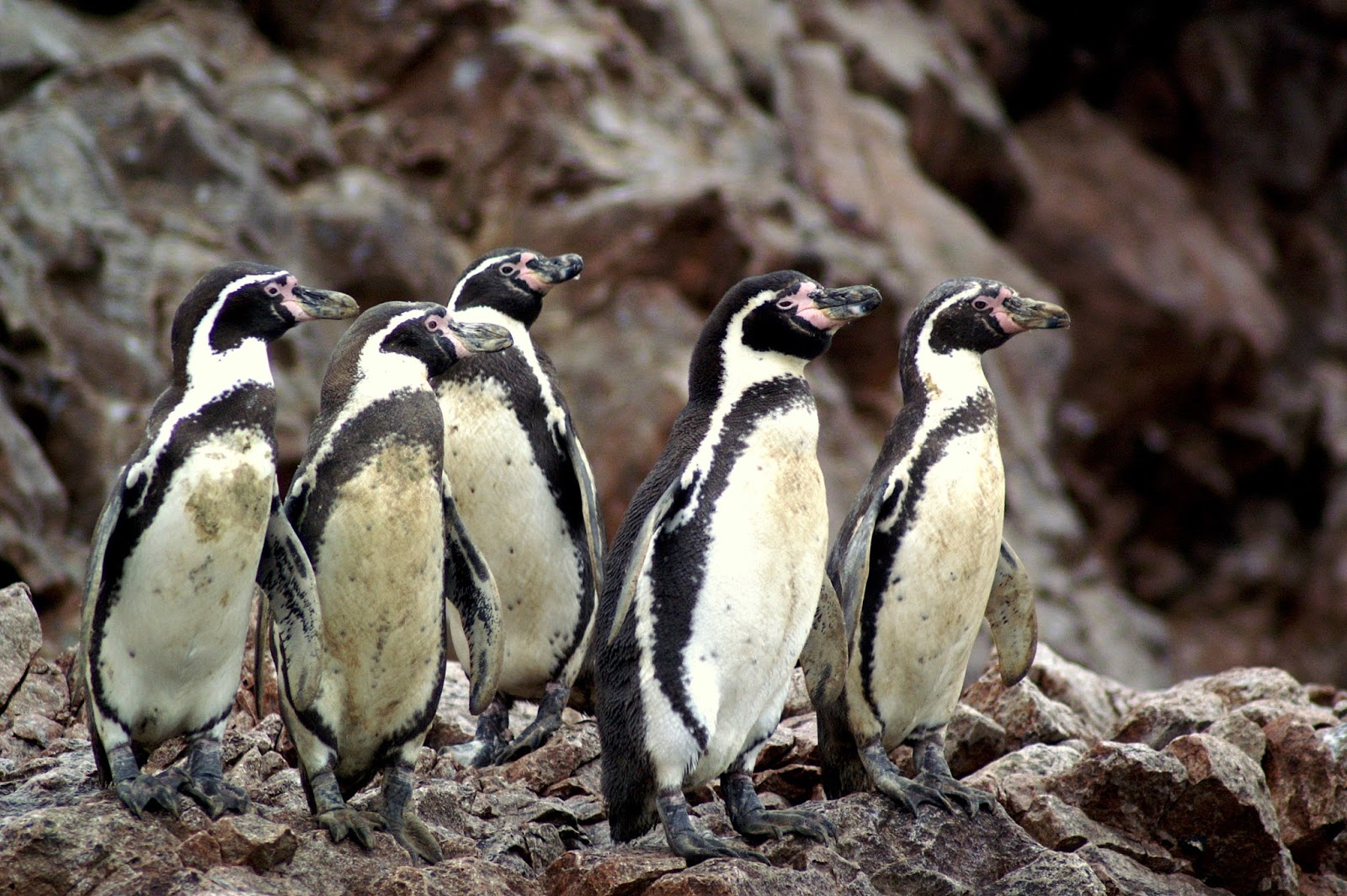 ENCICLOPEDIA DE ANIMALES MUNDIAL: PINGUINO DE HUMBOLDT (Spheniscus