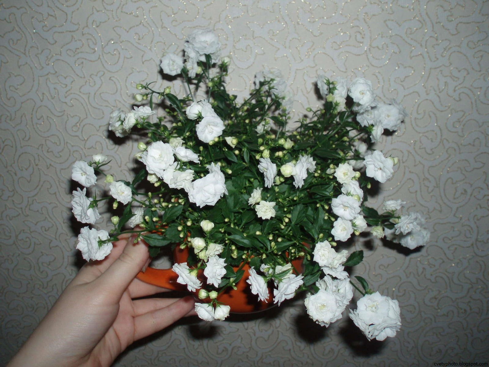 Домашний цветок с маленькими белыми цветочками