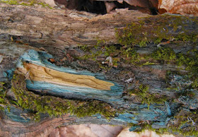 Blue-green wood spalted by the cup fungus Chlorociboria.