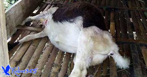 8 Pria Sadis di India Perkosa Kambing Hamil Hingga Mati 8 Pria Sadis di India Perkosa Kambing Hamil Hingga Mati
