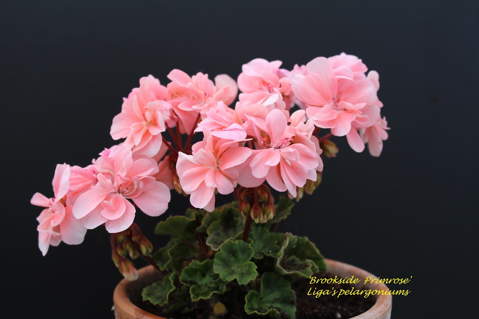 пеларгония brookside primrose.