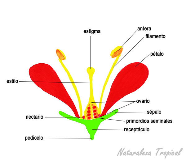 Esquema de las partes de una flor