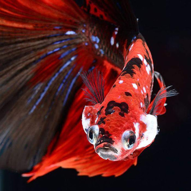 Cómo es el pez más hermoso y extraño del mundo - Peces Betta de