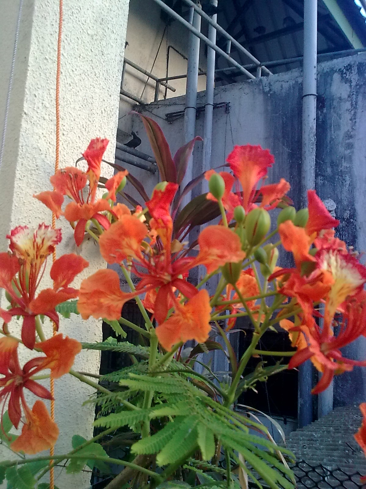 Garden Care Simplified The Flowering of Gulmohar/ Flame of Forest