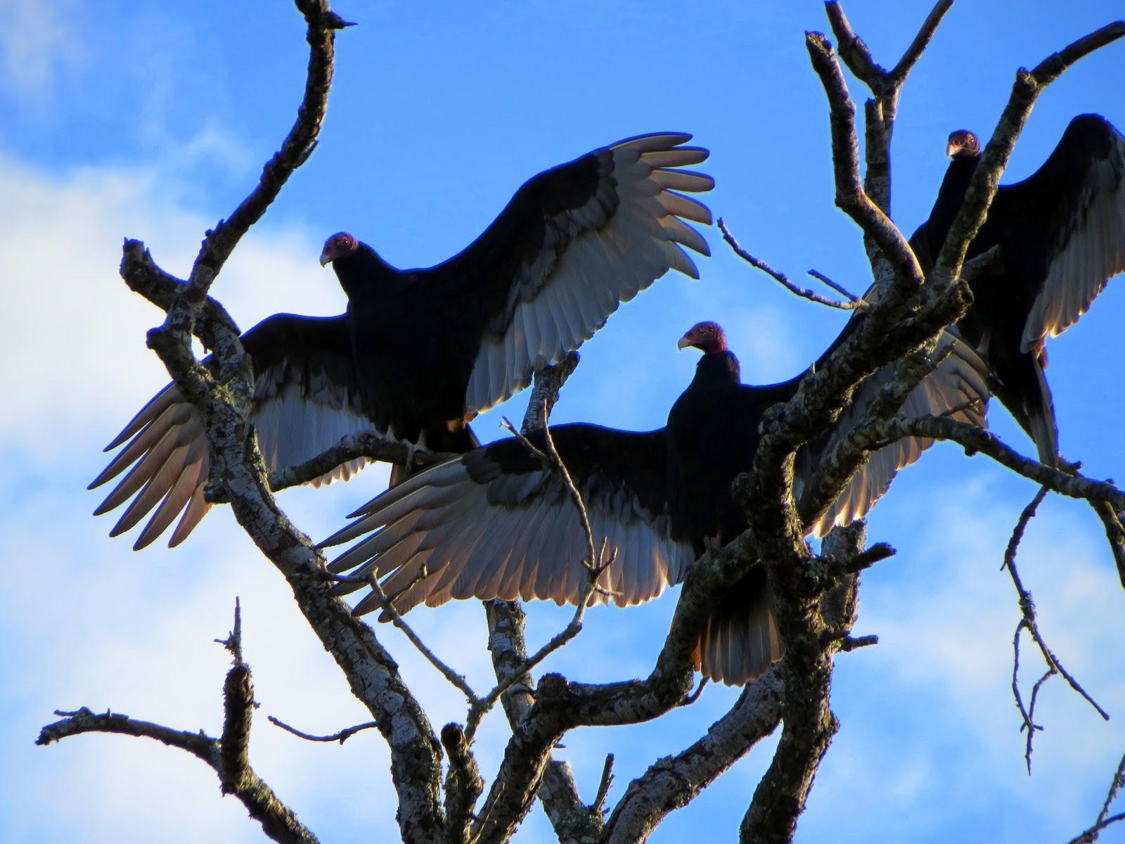 katescabinbirdsanctuaryintexas TURKEY BUZZARD HANGOUT FOR THANKSGIVING