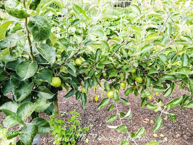 KEW Gardens 邱園 kitchen house