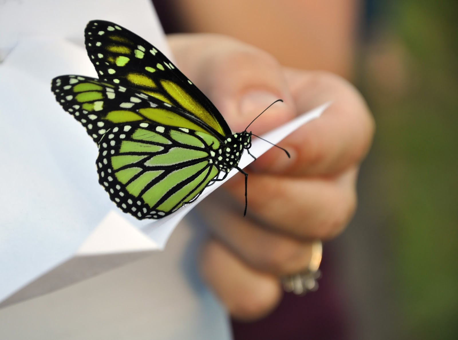 Butterfly releases Live in Cozumel