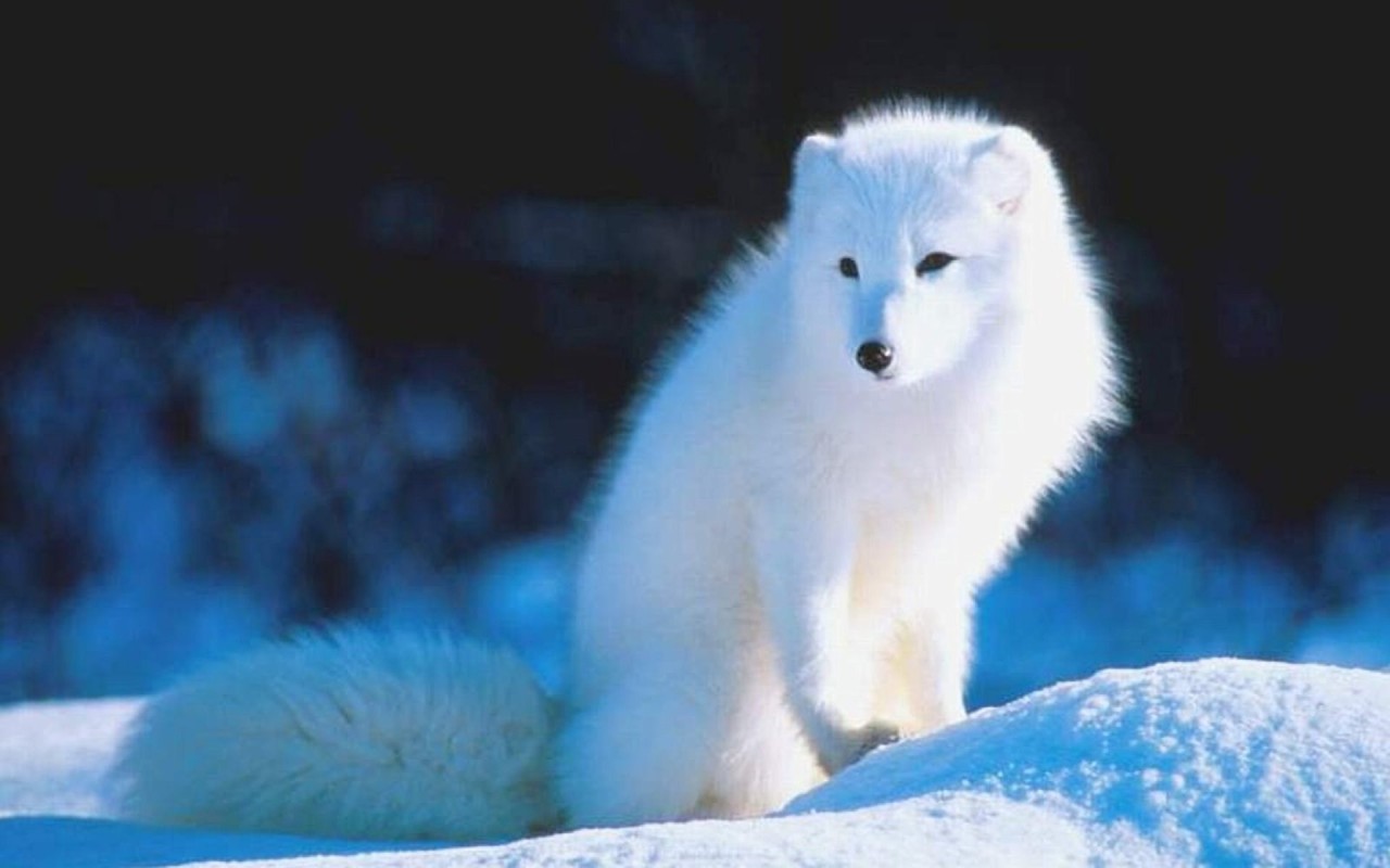 Snow Fox Dream Wallpapers snow-fox-dream-wallpapers