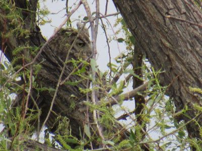 Lower Klamath National Wildlife Refuge