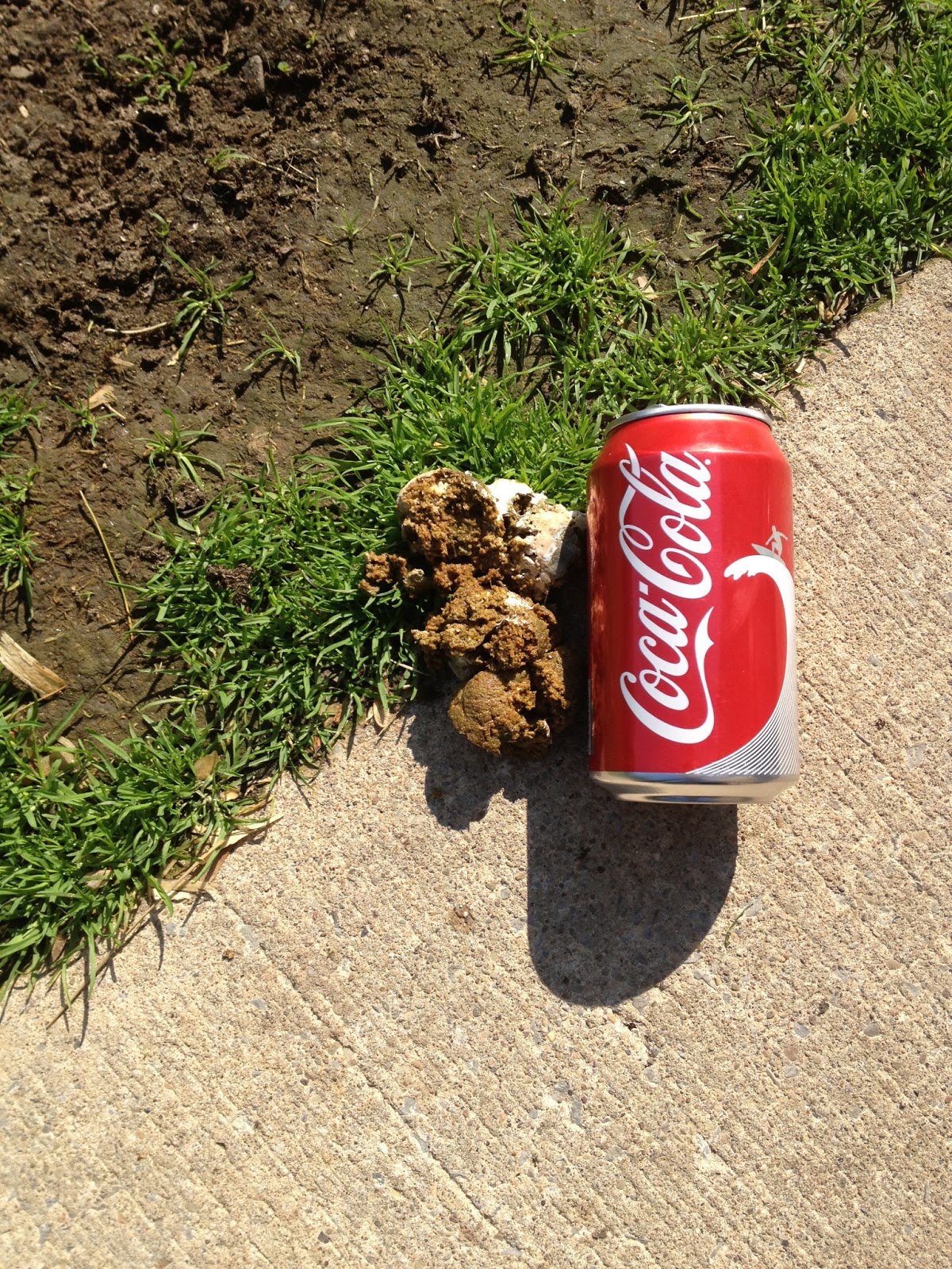 11 things I didn't know about chickens Murano Chicken Farm