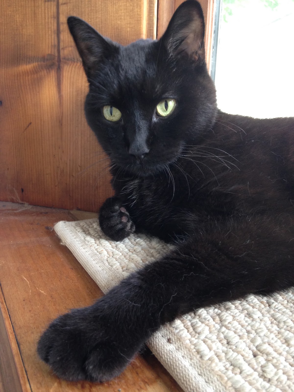 Eastside Cats Quiet!