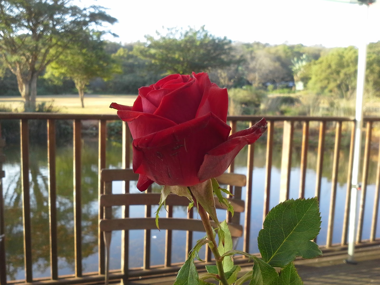 Go with Henry Sunset tea at the Pretoria Botanical gardens