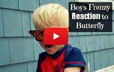 Watch this adorable Boy's frenzy Reaction to freed butterfly landing on his nose  via geniushowto.blogspot.com adorable reaction videos