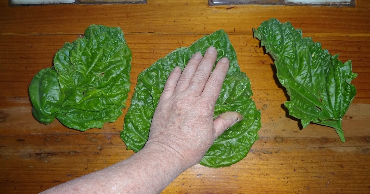 Life in Old Spokane Mammoth Leaf Basil Chicken Rolls Recipe