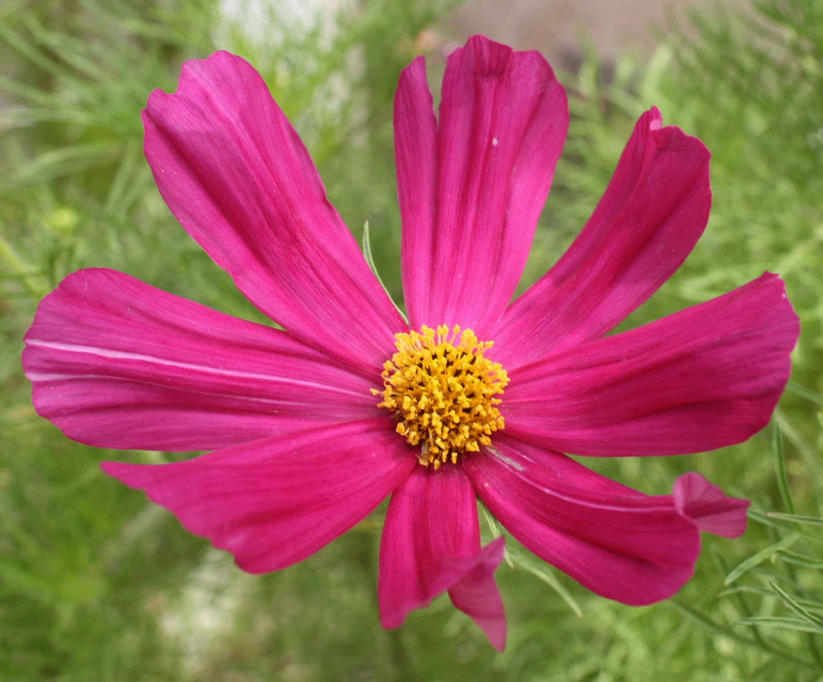 sarah bell smith collecting cosmos plant seeds