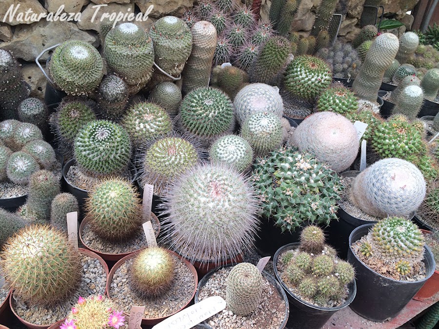 Colección de cactus redondos