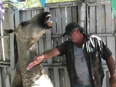 Servando, inmortaliza a mascotas queridas