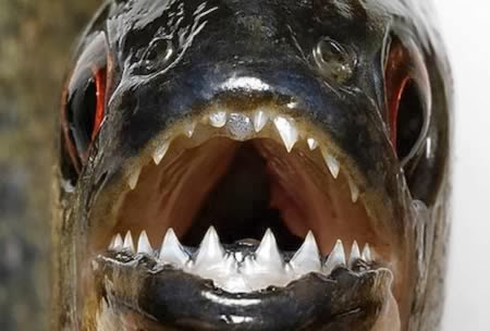 animals with Strange teeth