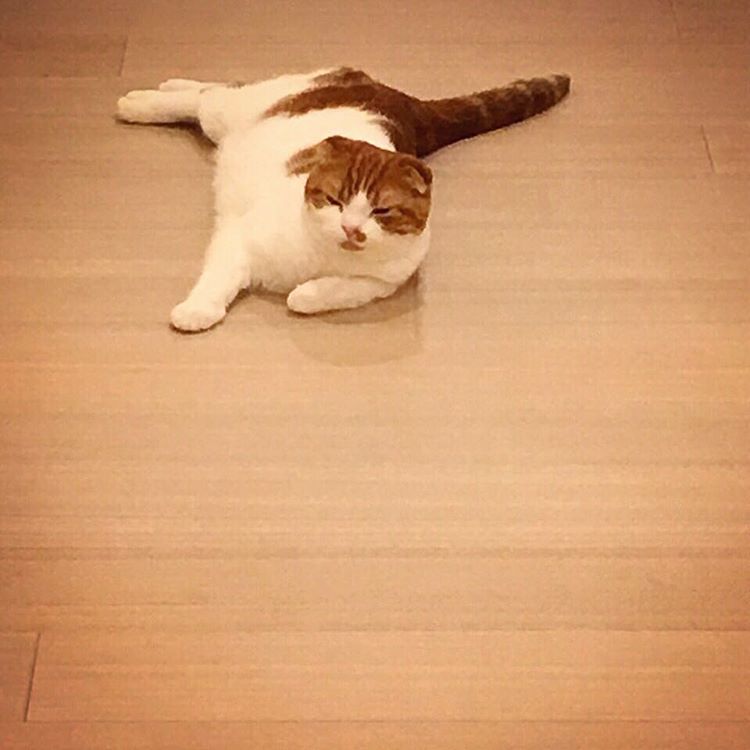 강지영네 고양이 인스타계정 팔로한 구하라 | 인스티즈