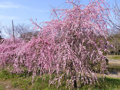 山田池公園の枝垂れ梅