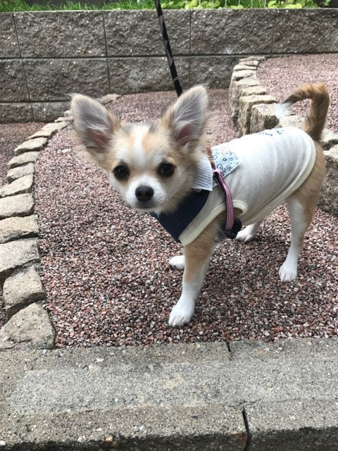 チワワブログ生後160日 散歩での出来事とサン太と台所 よっちことサン太