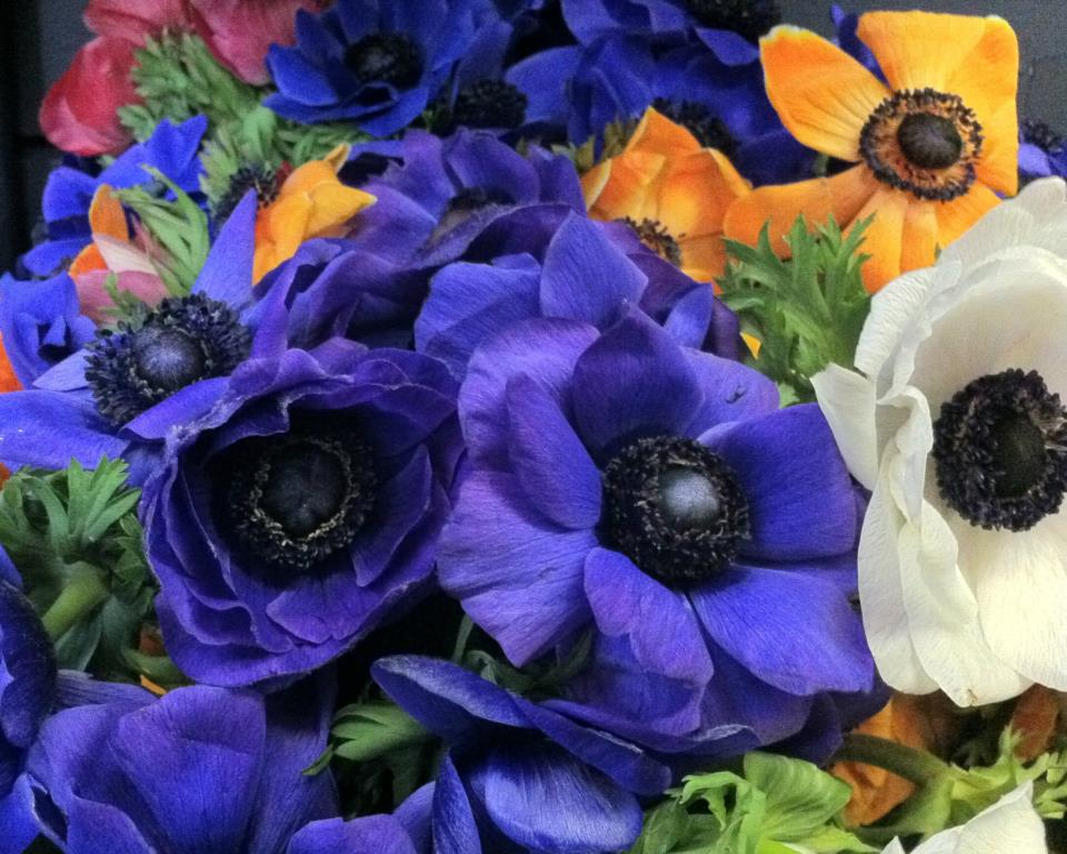 The Enchanted Petal 365 Days of Floral Education Days 131 135