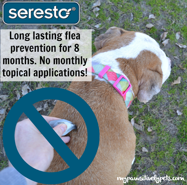 Long Lasting Flea and Tick Protection From Seresto® petbasics 