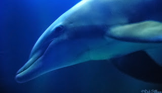 Epcot's Living Seas Dolphin photo ©DebSilhan