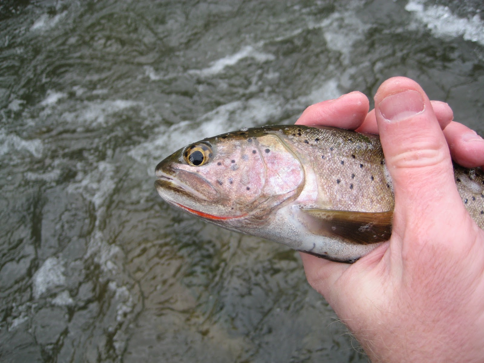 Teton Tenkara The much maligned Mountain Whitefish
