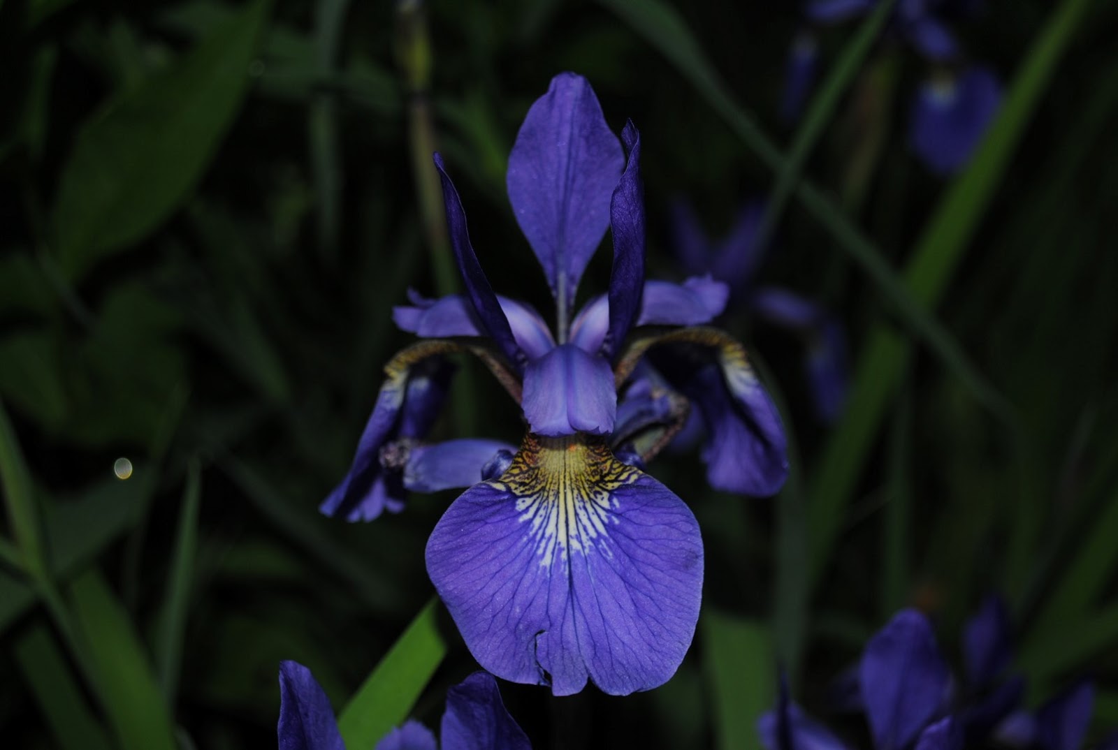 West Virginia Native WildflowersThe Big Year, 2013 Iris