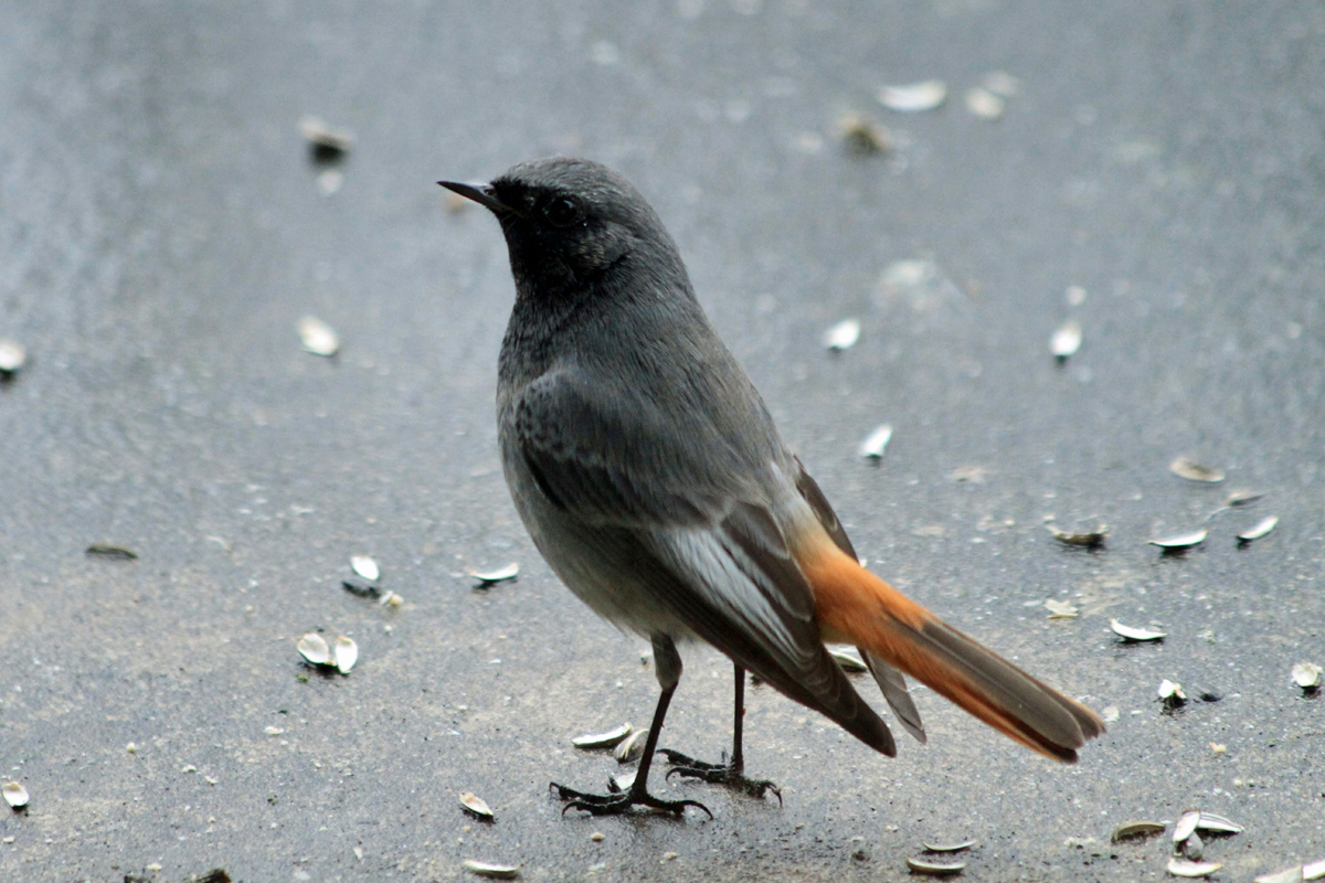 Vers le vent Les sentinelles