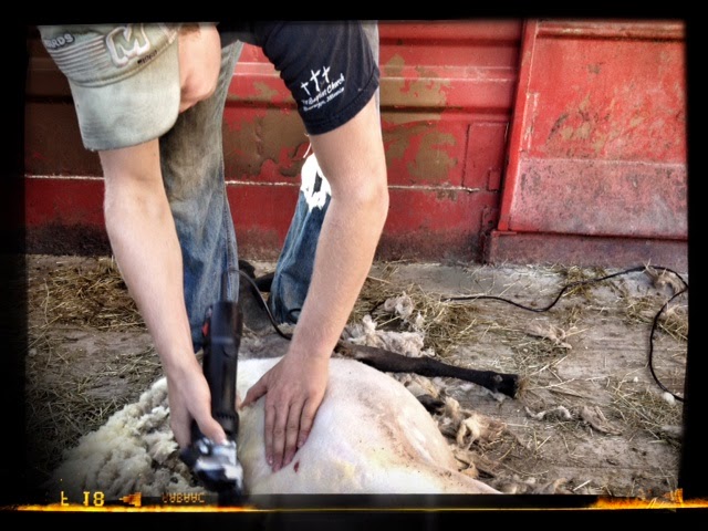 First Lessons in Sheep Shearing