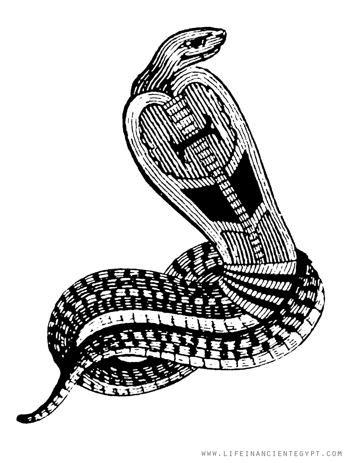 Free Ancient Egypt Coloring Page Hissing Cobra Snake