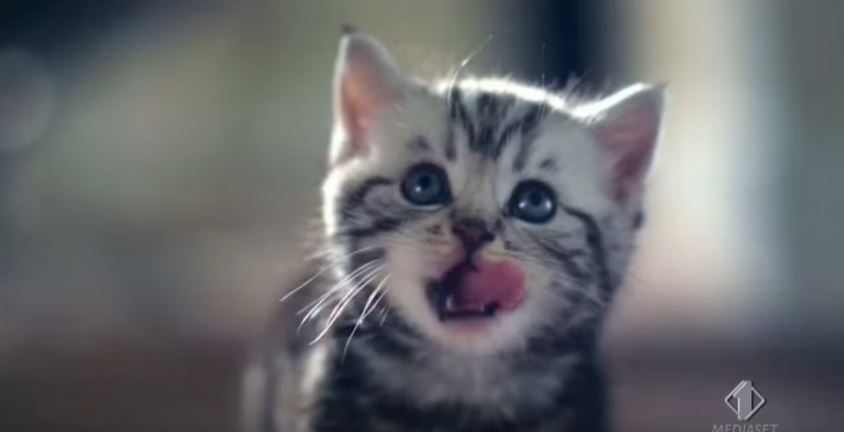 Pubblicita Whiskas Testimonial E Canzone Ultimo Spot E Raccolta Con Modelle E Musiche Usate Da Whiskas